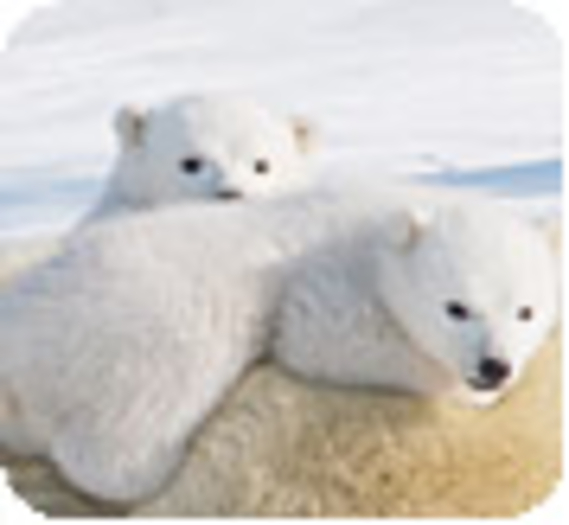 Observer les ours polaires en direct, c'est possible !