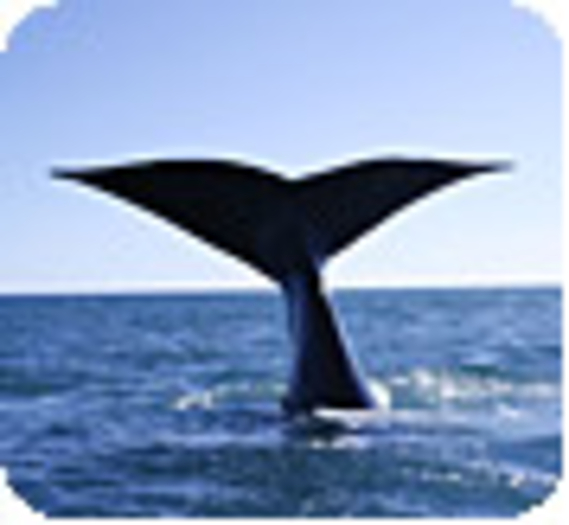 Les baleines sont-elles suffisamment protégées ?
