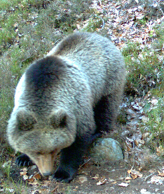 Première pétition franco-espagnole pour sauver l’ours de Pyrénées