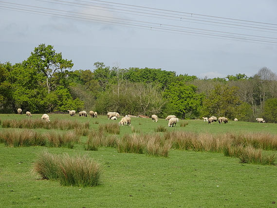 Les 750 moutons du Domaine des Douages en danger