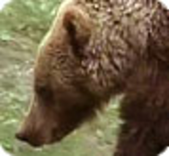 Cannelle, dernière specimen des ours du Béarn