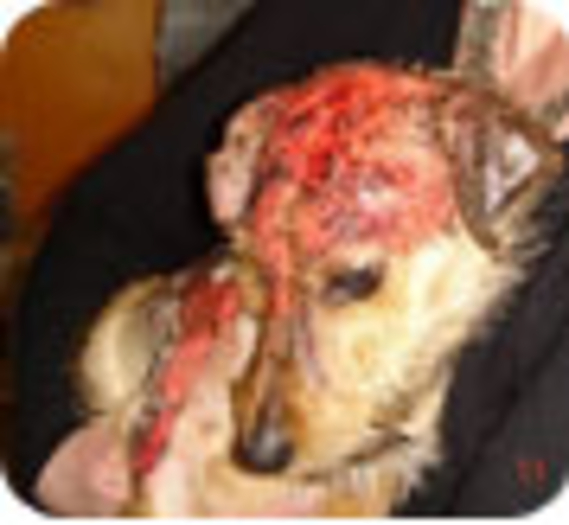 Un chien survit en dépit de graves brûlures infligées