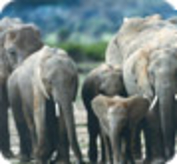 5% des éléphants africains massacrés en 2006 !