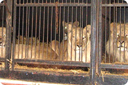 Lions entassés appartenant à un cirque