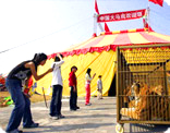 Pétition contre la présence d'animaux dans les cirques Lion-en-cage