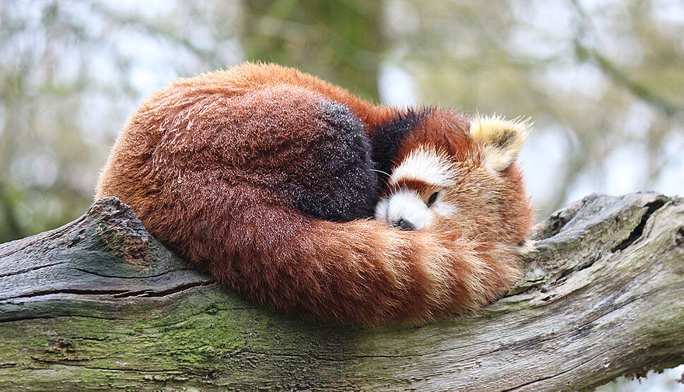 16 photos de pandas roux qui vous feront découvrir votre nouvel animal  préféré - divertissement