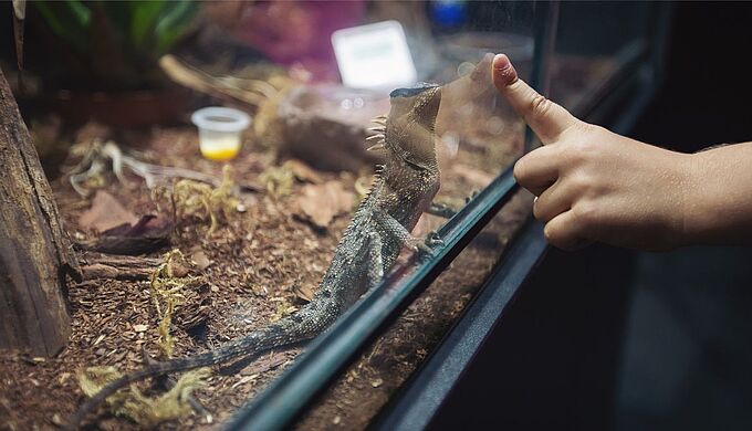 La liste positive pour lutter contre le trafic d’animaux exotiques et la perte de biodiversité