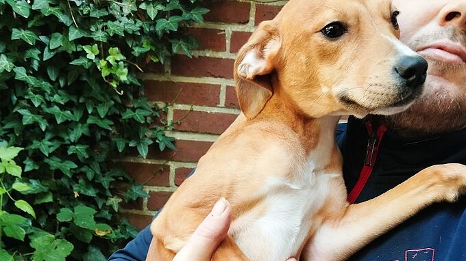9 chiots en difficulté secourus par la Fondation 30 Millions d’Amis