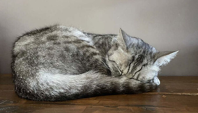 Une chatte meurt projetée au sol et écrasée. La Fondation 30 Millions d’Amis dépose plainte