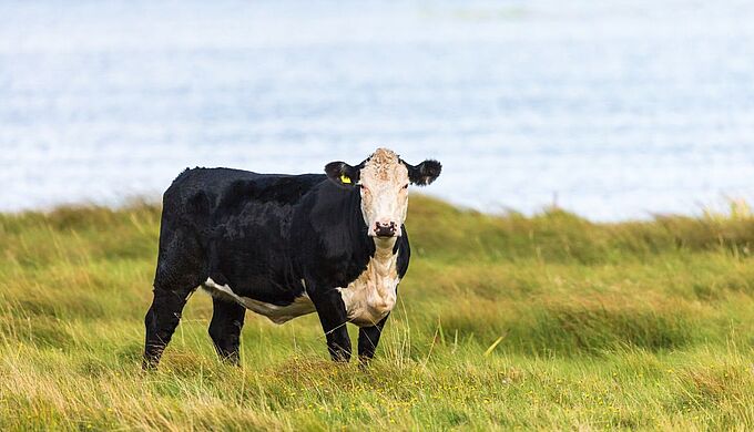 Vaches échouées dans le Finistère : les conditions du transport maritime pointées du doigt