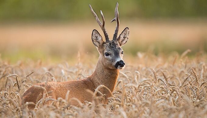 La chasse d’été a repris depuis le 1er juin. Une mauvaise nouvelle pour les espèces sauvages