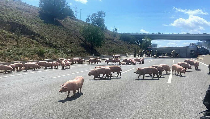 Cochons tués sur une autoroute en Espagne : la Fondation 30 Millions d’Amis demande l’interdiction du transport d’animaux vivants