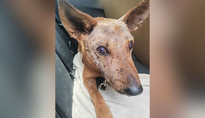 Ce chien est devenu aveugle après avoir été criblé de plombs