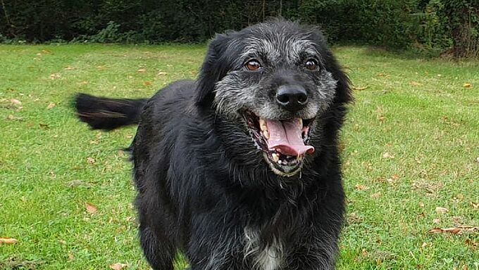 10 chiens âgés adoptés grâce aux élèves de l’école de jeux vidéo de Paris