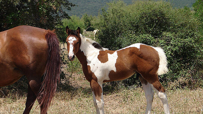 Un cheval mort par balle après une battue de chasse, 30 Millions d’Amis porte plainte