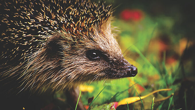 13 hérissons braconnés par un chasseur 