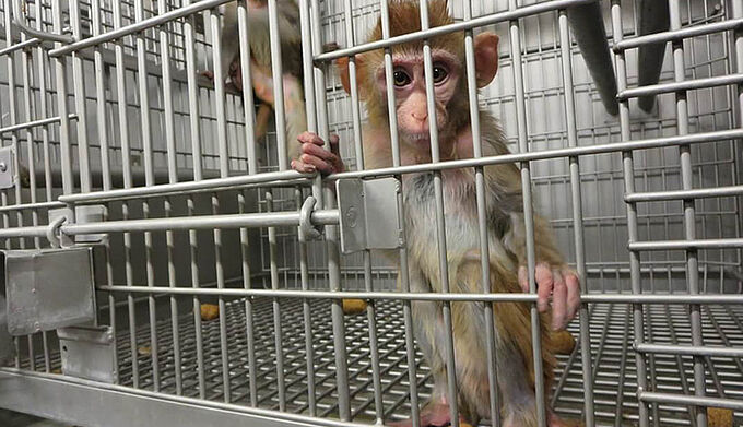 Des personnalités publiques en marche contre l’expérimentation animale. Signez la pétition !