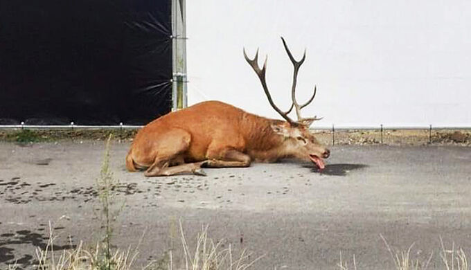 Exténué, un cerf encore traqué dans une zone urbanisée... Il faut abolir la chasse à courre : engagez-vous !