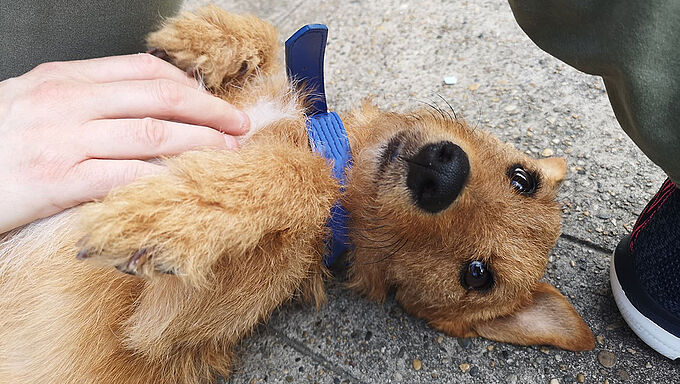 A Bordeaux, un chien ligoté dans une salle de bain, la Fondation 30 Millions d’Amis partie civile