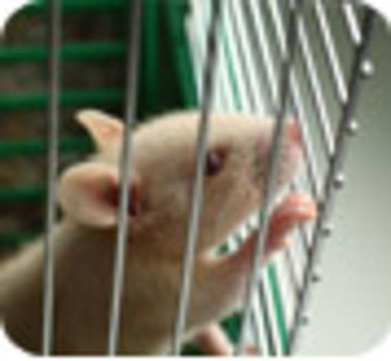 Marche européenne contre l’expérimentation animale
