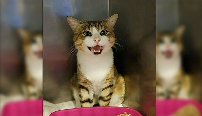 Un chat violenté par des enfants, 30 Millions d’Amis porte plainte