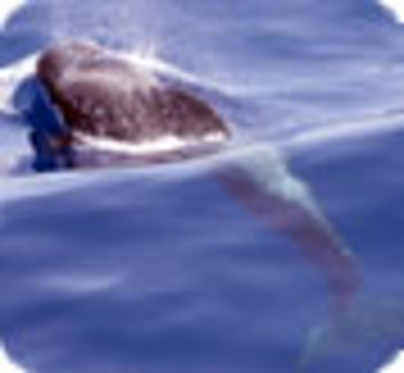 Echouage massif de dauphins en Tasmanie