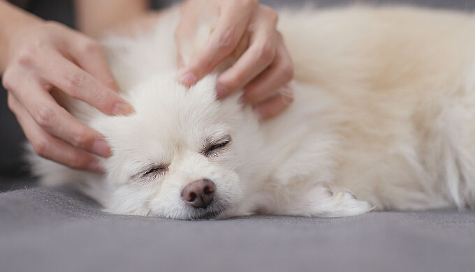 5 astuces naturelles pour apaiser votre animal stressé