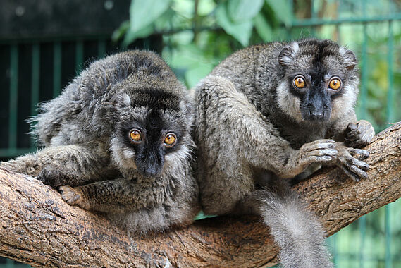 Sept animaux sauvages retirés d'un zoo