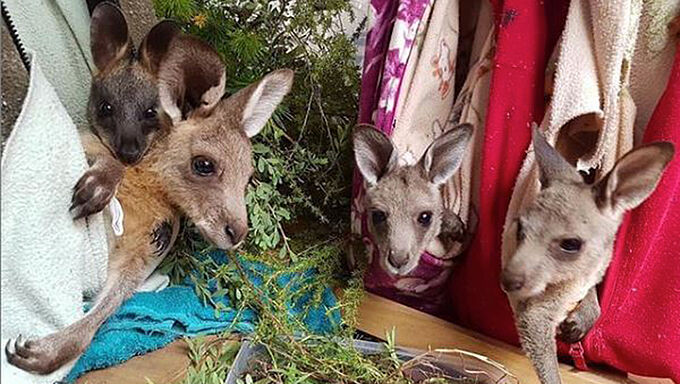 Australie : voici comment aider les animaux victimes des incendies