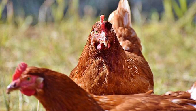 Bien-être animal : si la France veut un modèle, qu’elle s’inspire de la Belgique !