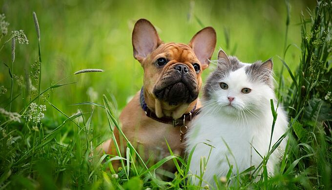 Les 5 changements attendus en 2024 pour le bien-être animal