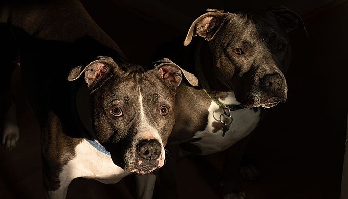 Un homme a été condamné à 8 mois ferme pour avoir laissé ses chiens à l’agonie