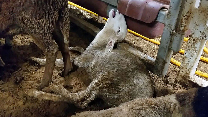 Un transporteur maritime de moutons poursuivi pour la mort de 2400 animaux