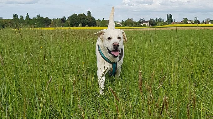 Un labrador criblé de plombs s'effondre aux pieds de sa maîtresse. La Fondation 30 Millions d’Amis en Justice