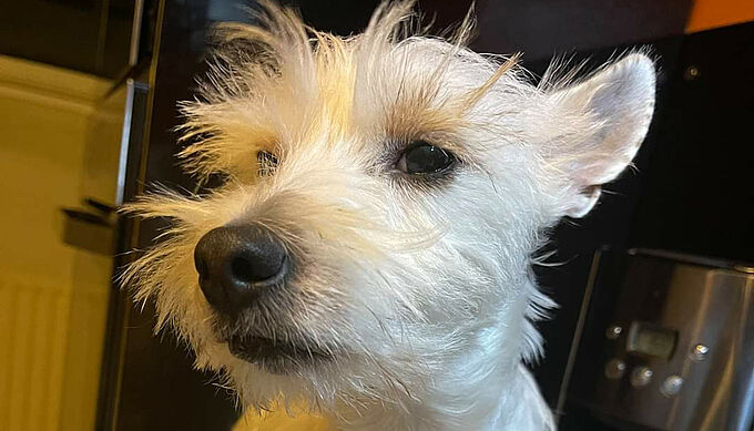 Enfermée dans une machine à laver en marche, une chienne sauvée de justesse