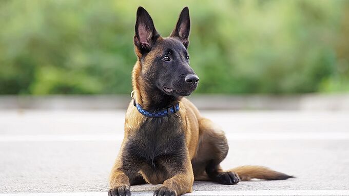 Prison ferme pour avoir poignardé son chien avant de l’enterrer vivant