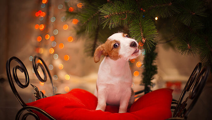 Un animal n’est pas un cadeau de Noël