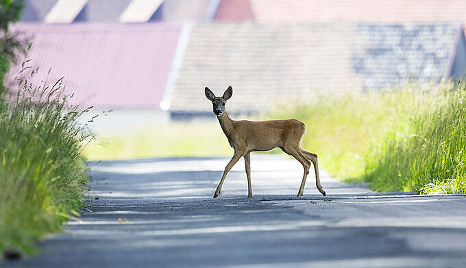 Écuroducs, détecteurs infrarouges, applis… 4 idées originales pour préserver les animaux sur les routes