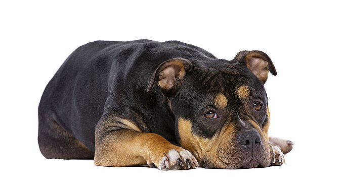 Le corps d’un chien retrouvé noyé, énucléé et brûlé