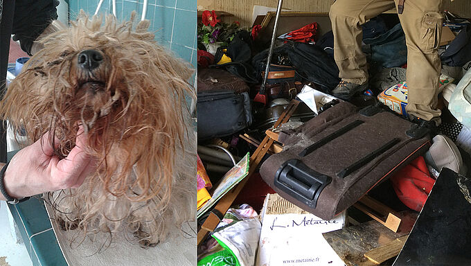 20 chats et un chien York retirés à un accumulateur compulsif