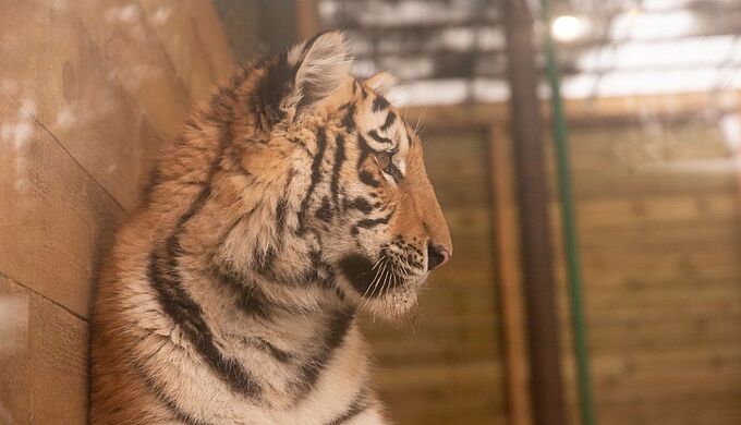 Animaux de cirques : la Fondation demande au gouvernement d’agir