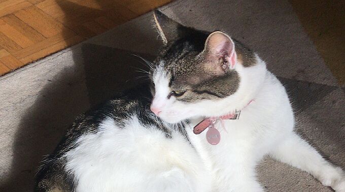 Une chatte enterrée vivante après avoir reçu des coups de pelle ! La Fondation 30 Millions d'Amis a porté plainte