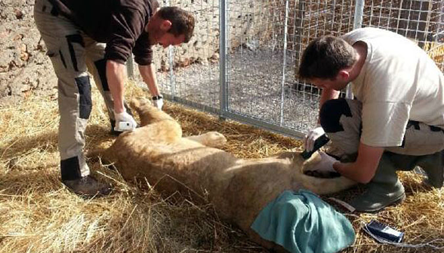 Le lionceau est endormi par un vétérinaire pour être hissé dans le camion de transport. © Fondation 30 Millions d'Amis