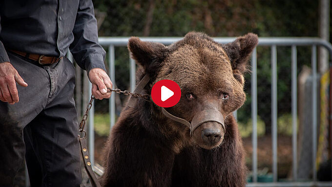 Pour mettre fin au calvaire de l’ours Micha, la Fondation 30 Millions d’Amis agit