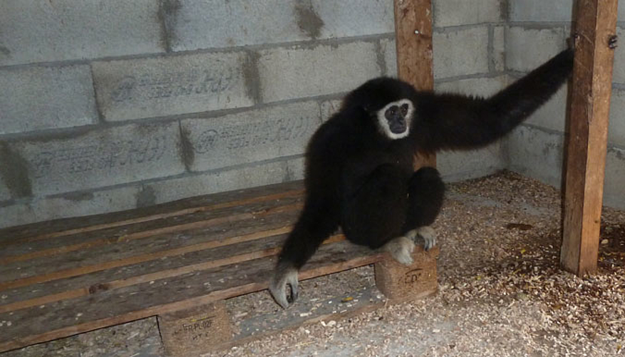 Tous les primates ont été transférés au sanctuaire AAP aux Pays-Bas. © Fondation 30 Millions d'Amis