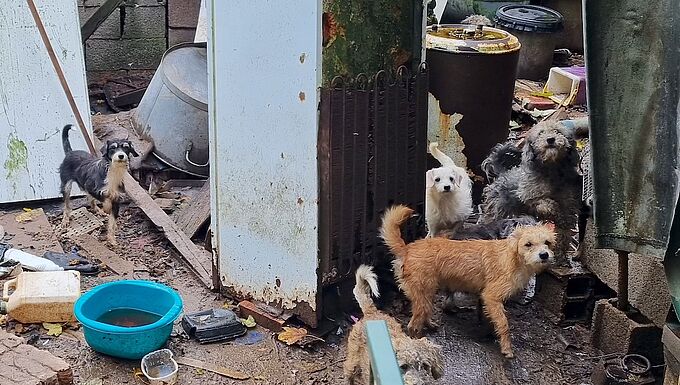 58 chiens et 1 lapin sauvés du chaos par la Fondation 30 Millions d’Amis
