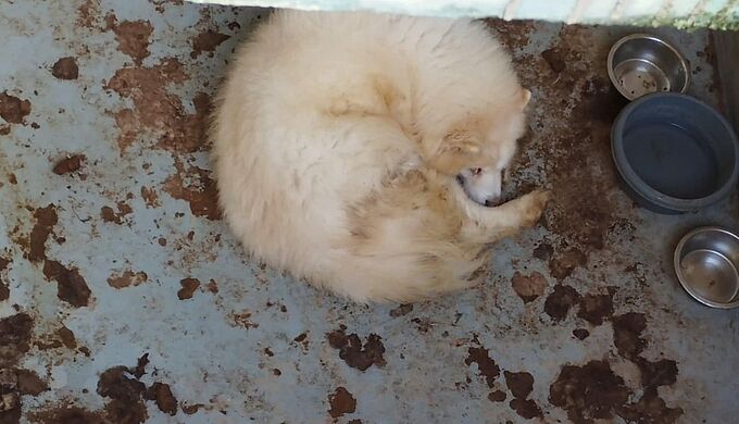 Trois chiens, trois chats et un rat secourus par la Fondation 30 Millions d’Amis