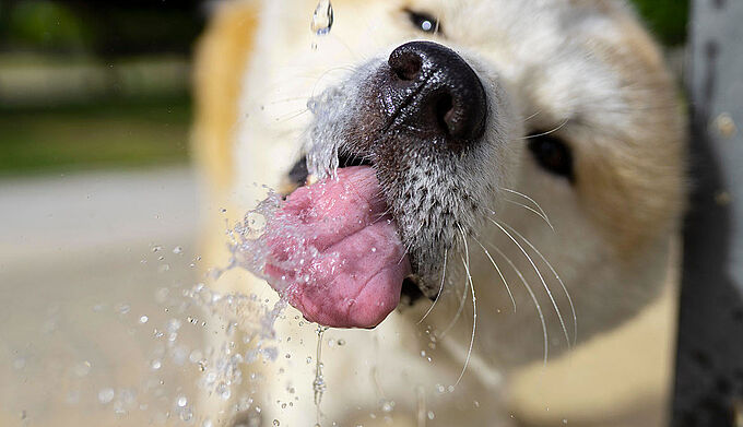 10 astuces pour rafraîchir votre animal pendant la canicule