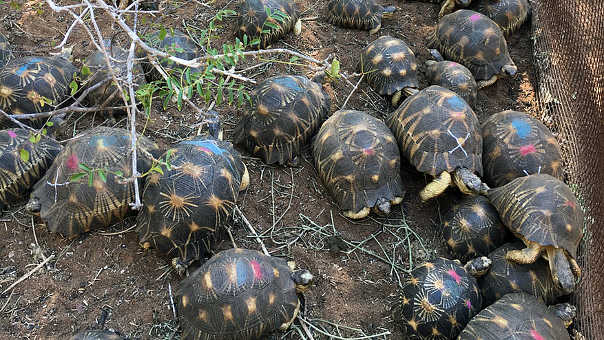 Tout est fait pour mieux prendre en charge les 7000 tortues restantes. © Antoine Cadi / SOPTOM