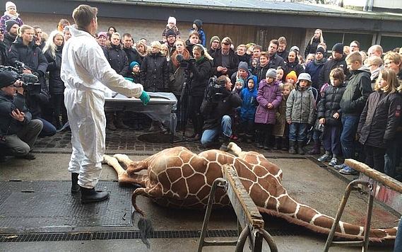 Girafon tué à Copenhague : l'abattage aurait pu être évité